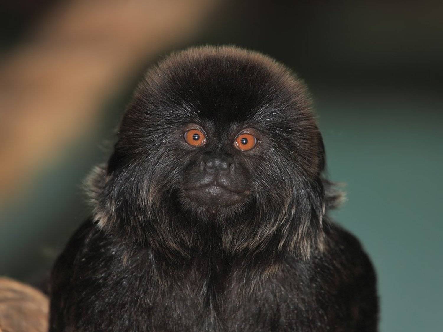 70200, 7D, Animals, Tamarin, Животные, Обезьяны, Тамарин, Yuri Gomelsky