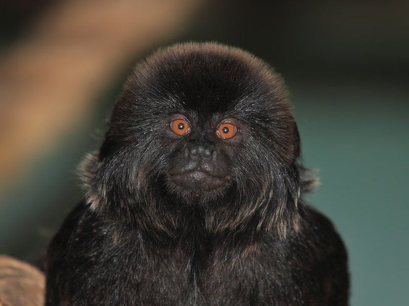 70200, 7D, Animals, Tamarin, Животные, Обезьяны, Тамарин Чёрный тамарин фото превью