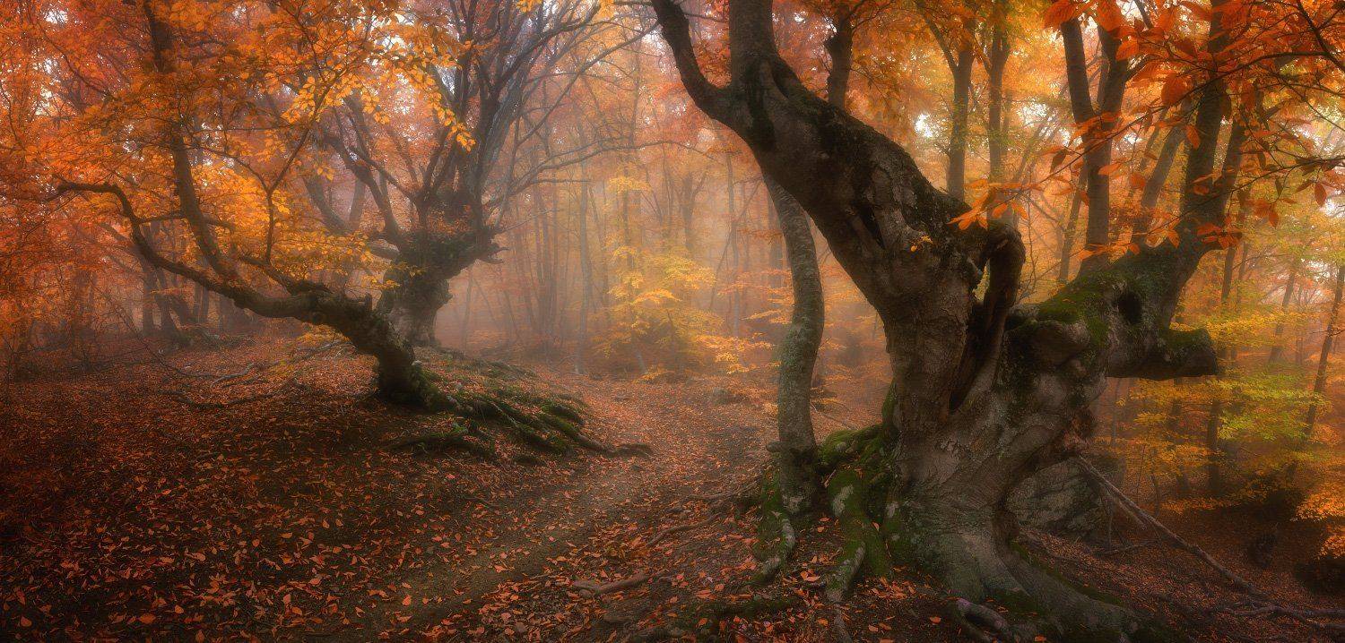 , Андрей Уляшев (Mercand)