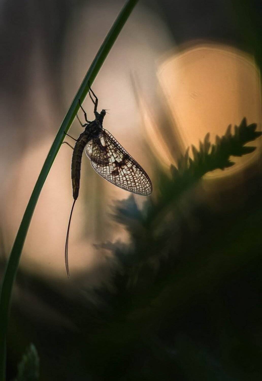 , Александр Чибиркин