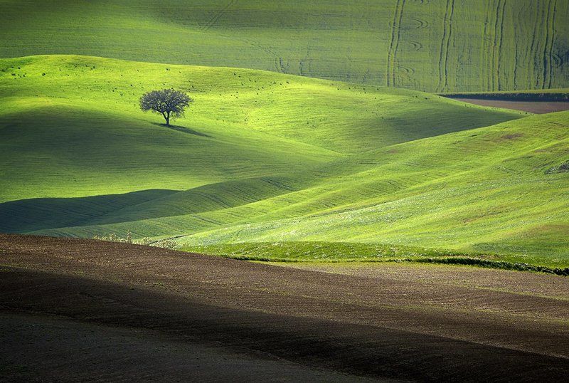 Tuscan Velvet фото превью