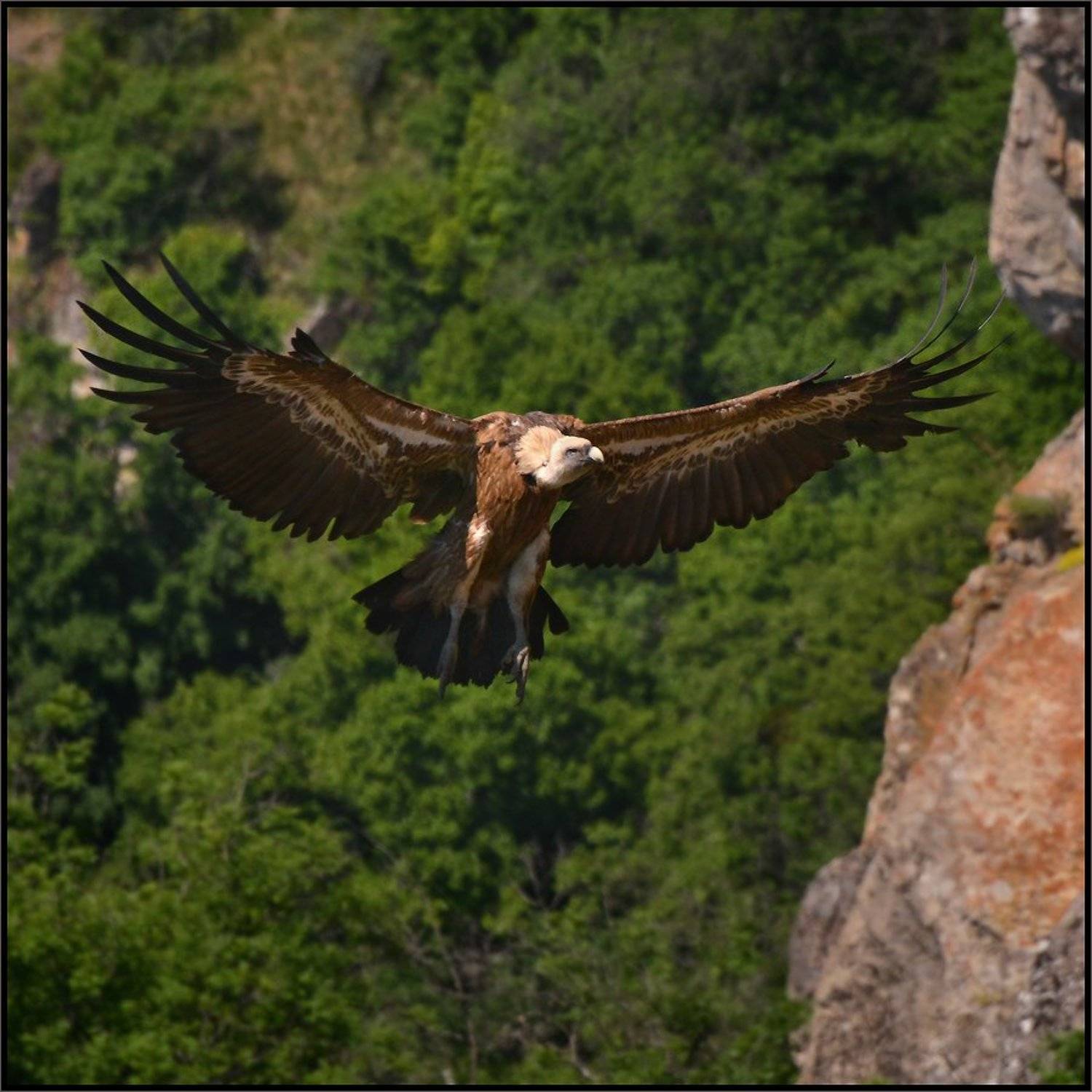 белоголовый сип, крым, Владимир Метцгер
