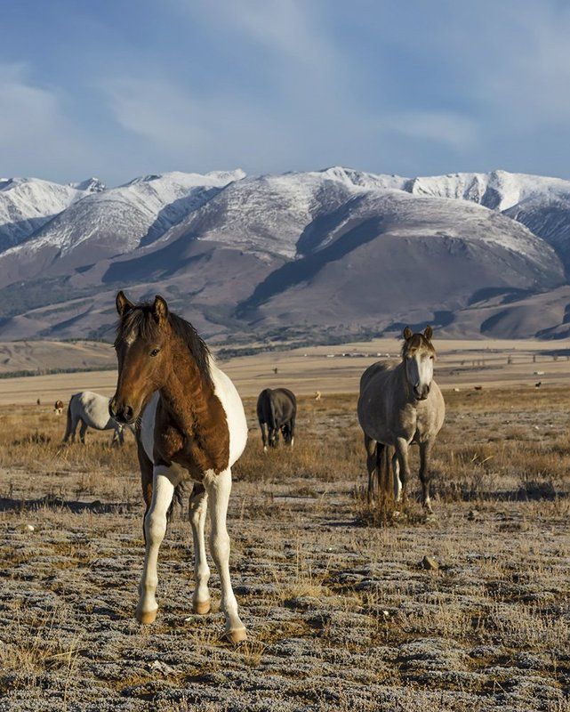 Алтай, Горный алтай, Горы, Животные, Курай, Лошади, Осень, Пейзаж, Природа, Путешествие, Сибирь, Степь, Туризм Курайская степь фото превью