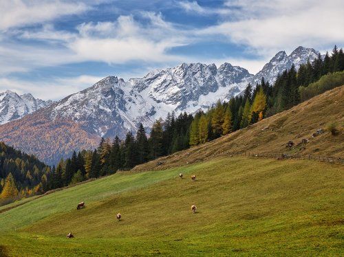 Альпийская классическая