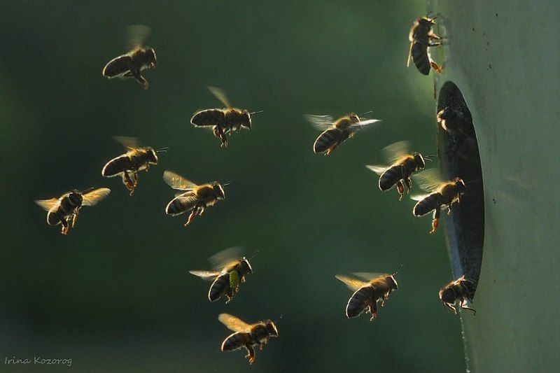 Пчелки фото превью