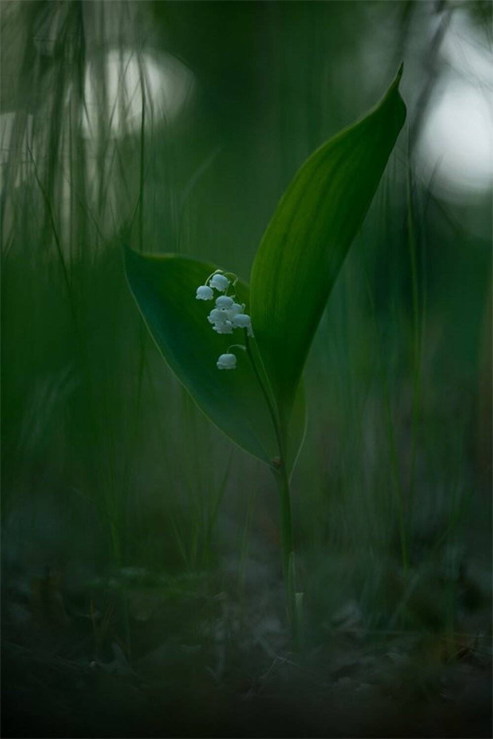 , Геннадий Мещеряков