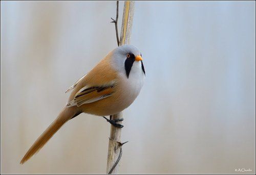 Мальчик с усами )