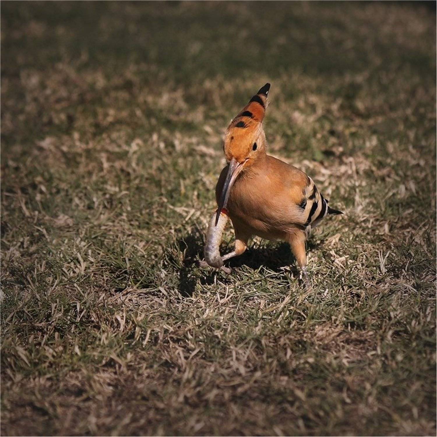 , Дмитрий Алексеев