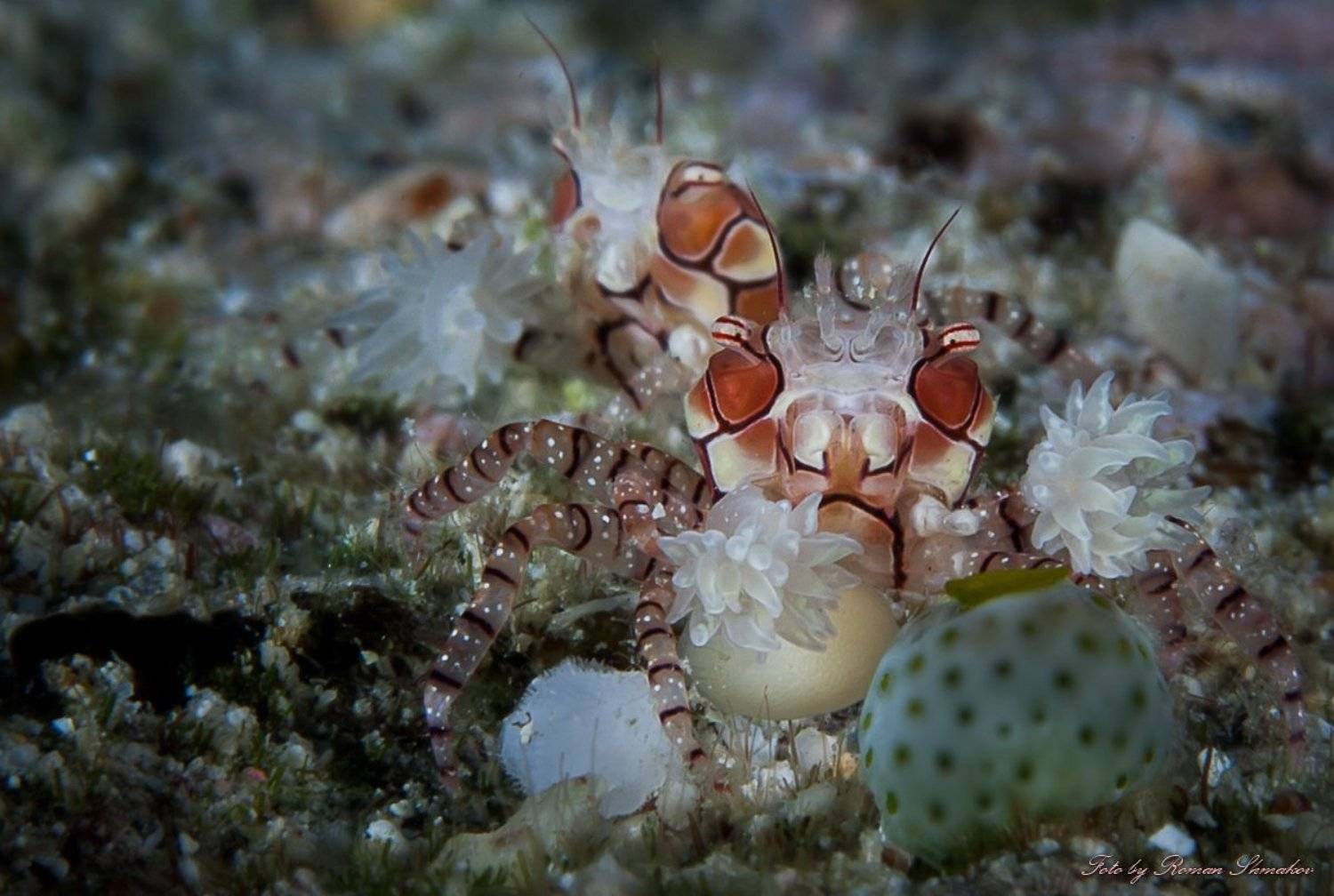 , Роман Шмаков