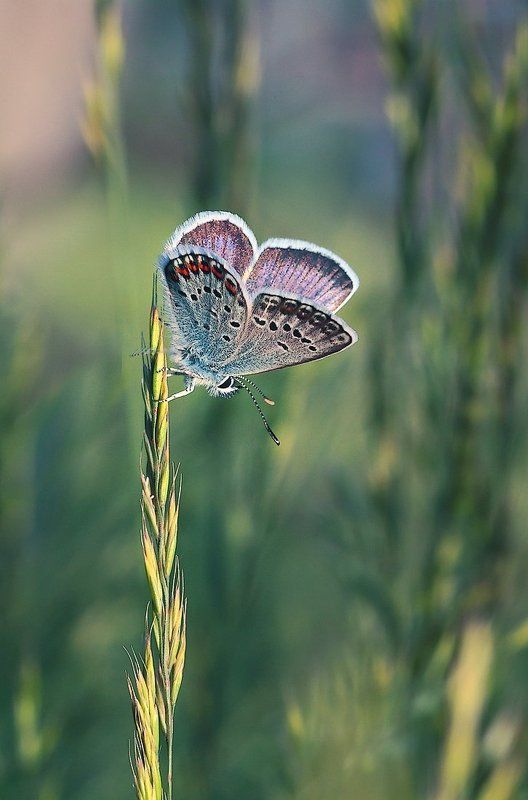 Вниз по колоску... фото превью