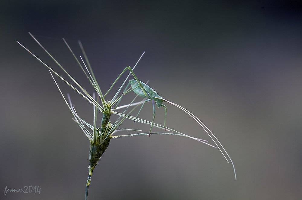 , Игорь ФУММ