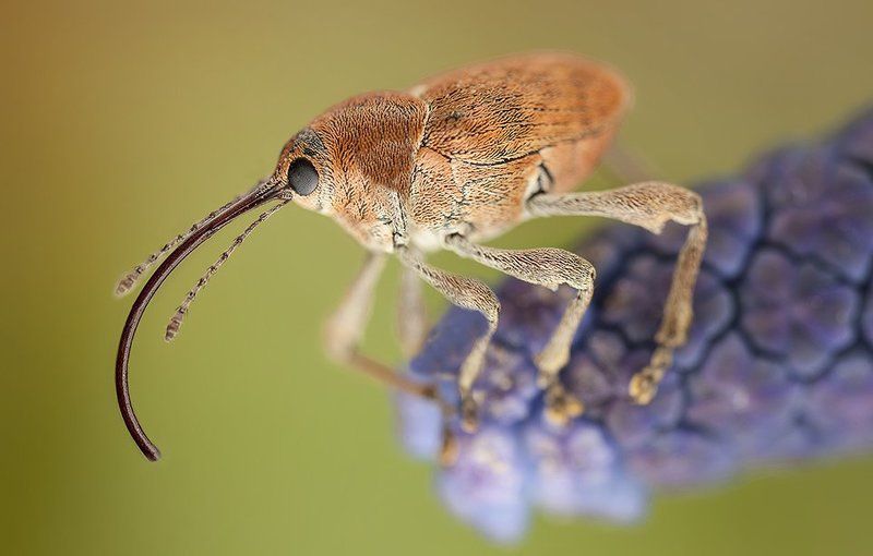 Weevil фото превью