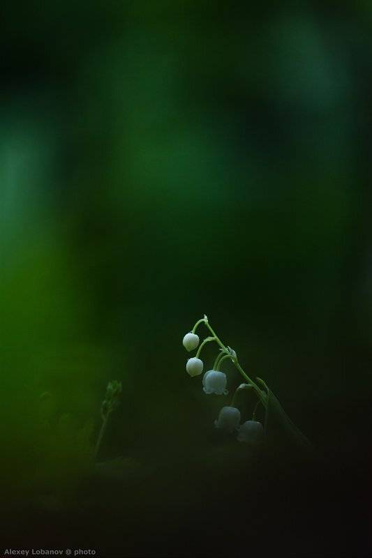 Ландыш, Ярославия, Alexey Lobanov