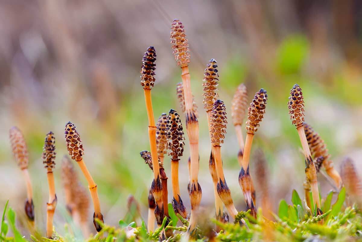 хвощ, растения, флора, остров беринга, Дмитрий Уткин