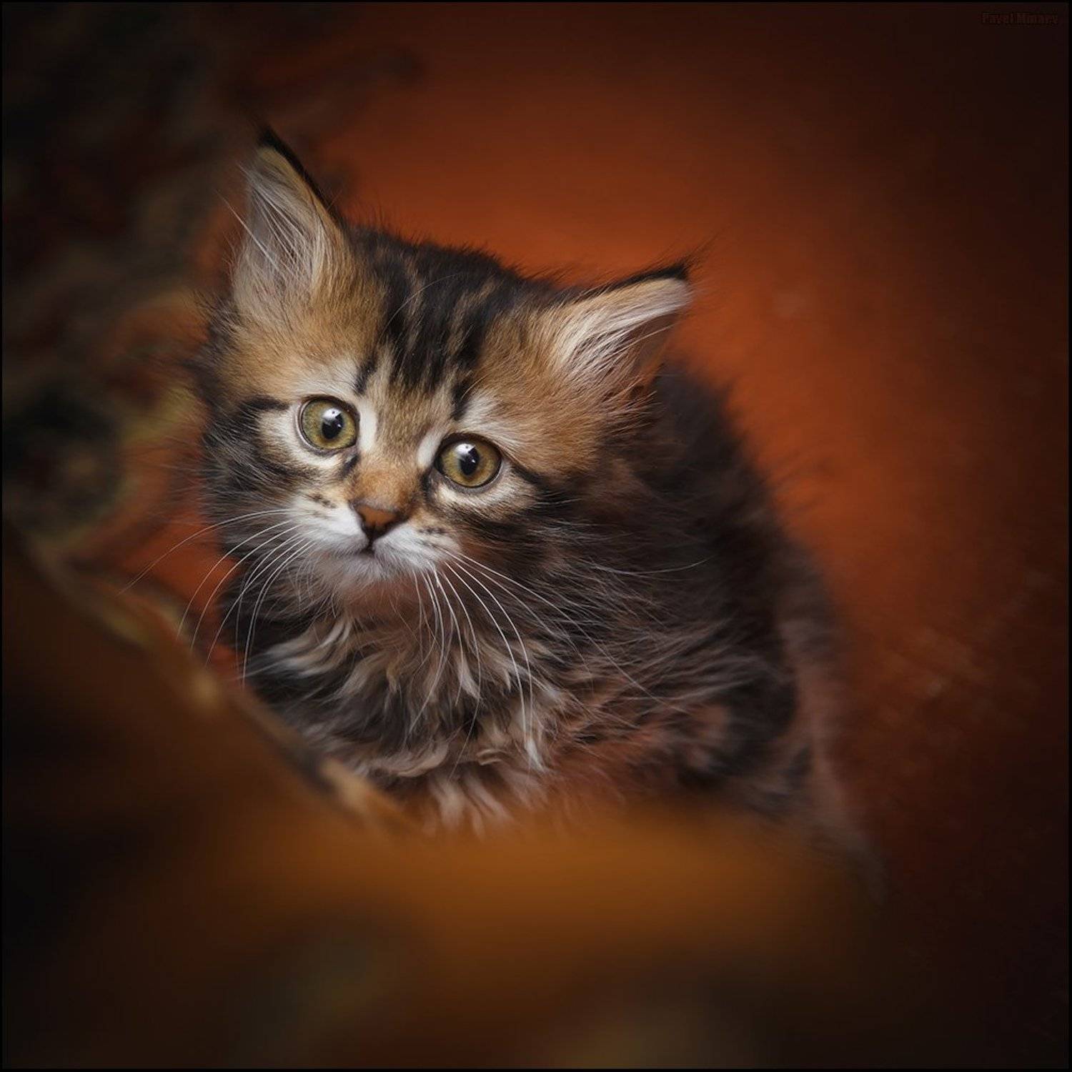 , Минаев Павел