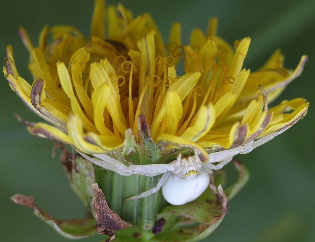 , Сергей Таланов