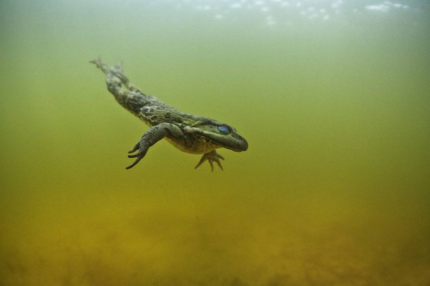 Underwater, Эдуард VTORNIK  Николаев
