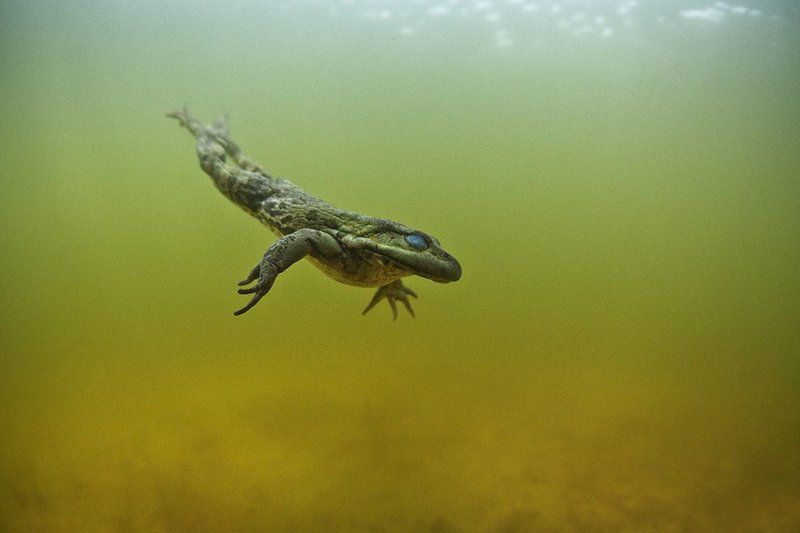 Underwater Прищурив глаза фото превью