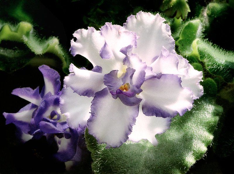 Цветы на моем окне фото превью