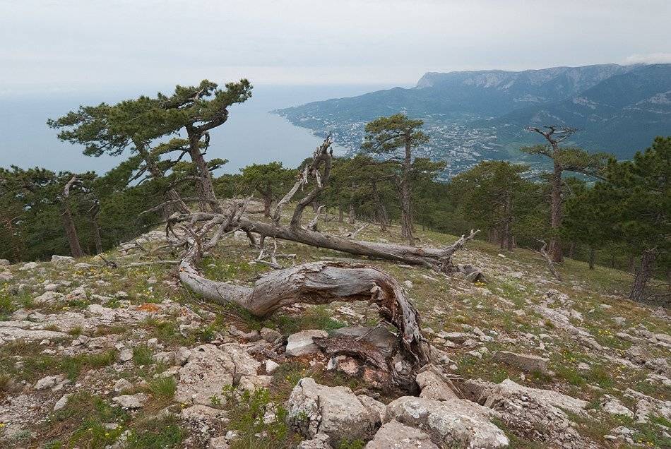 , Саша  Вайсберг / Waldschnepfe /