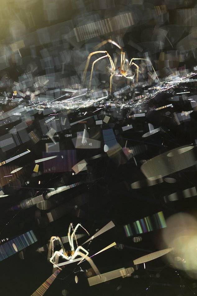 , Иваненко Светлана