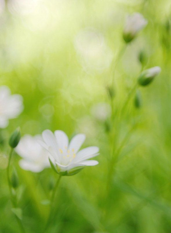 nikon 1j1, wollensak cine raptar 25/2.5, звездчатка ланцетовидная акварель фото превью