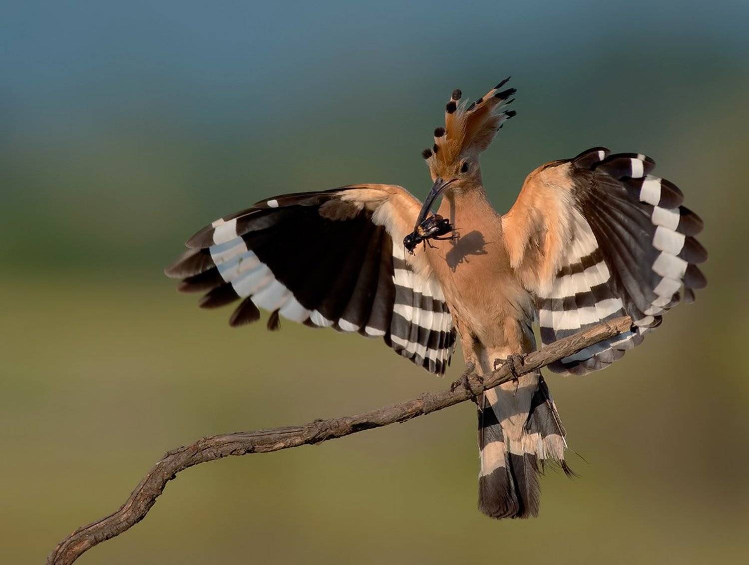 , Стефан Дянков