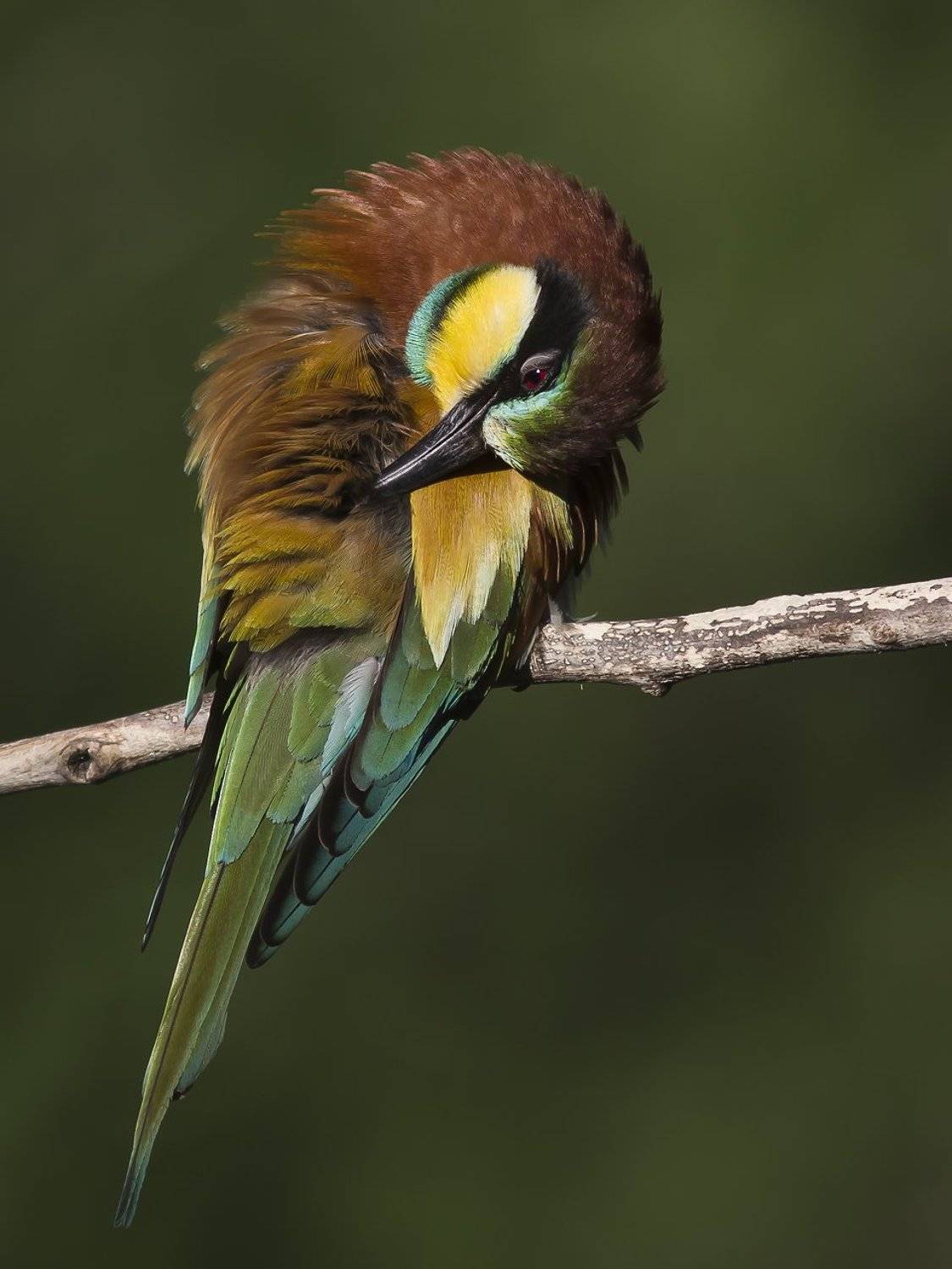 , Дмитрий Кугувалов