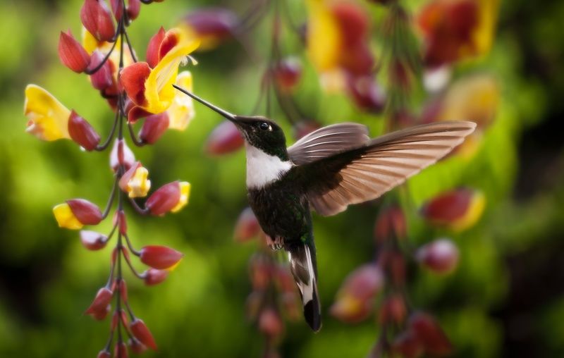 уно мохито пор фавор... фото превью