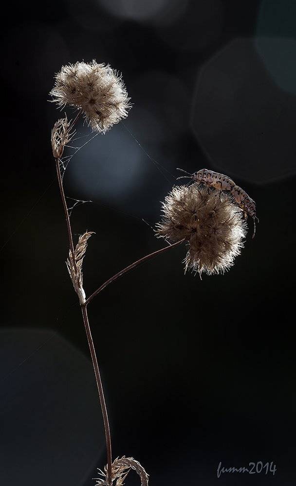 , Игорь ФУММ