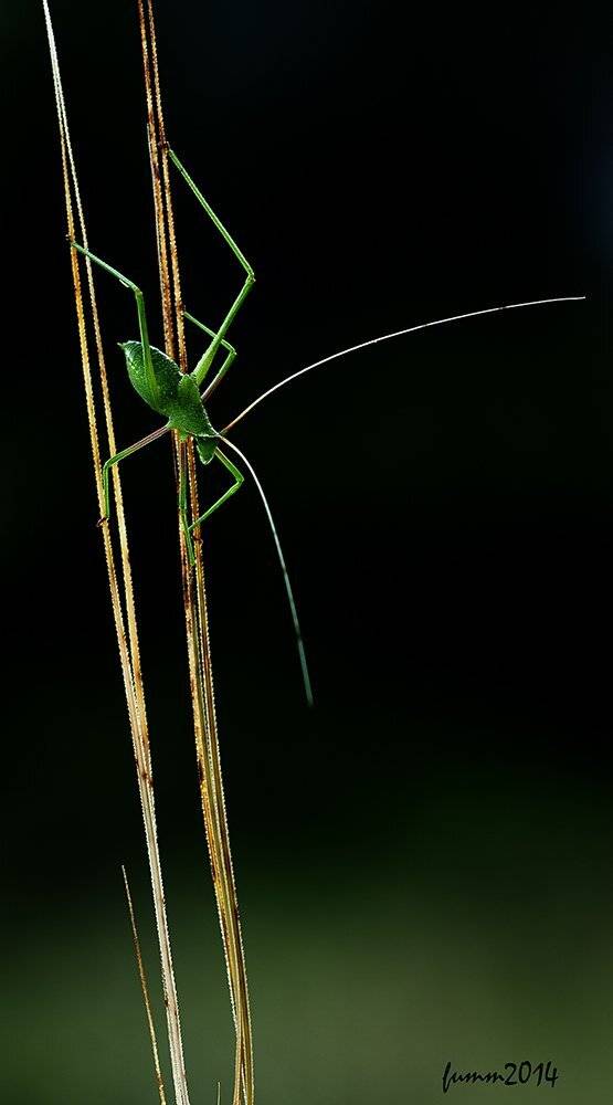 , Игорь ФУММ