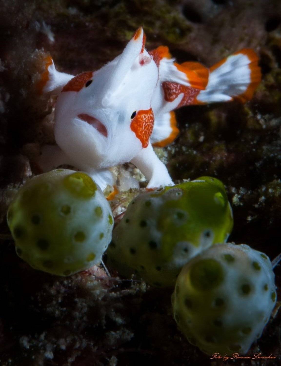 , Роман Шмаков