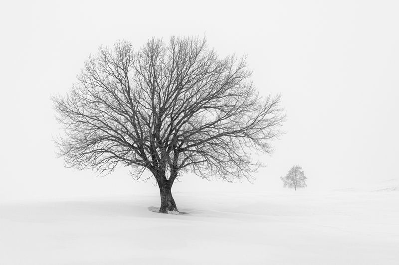 Мысли её  всё  о дубе фото превью