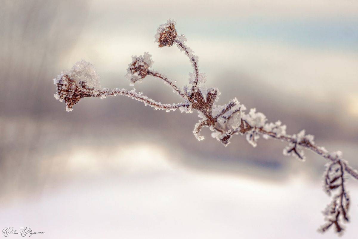 , Орлов Олег