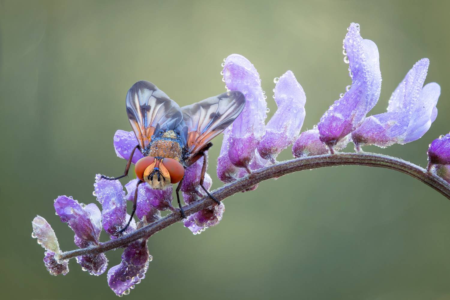 , Кузнецов Дмитрий