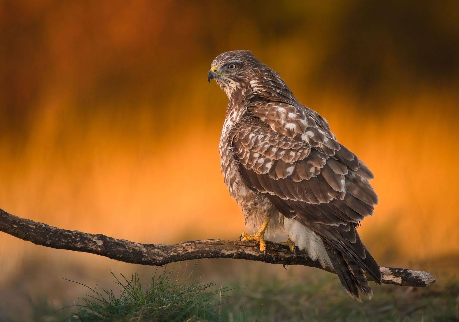 bird, birds, birdsofpray, raptors, buzzard, forest, dusk, action, nature, wildlife, animals, Wojciech Sobiesiak