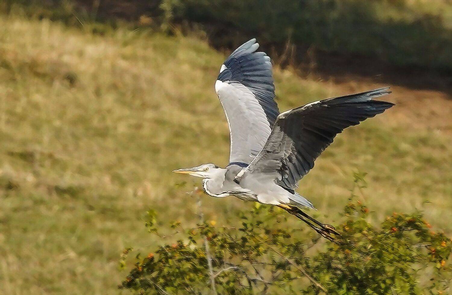 , Красимир Георгиев