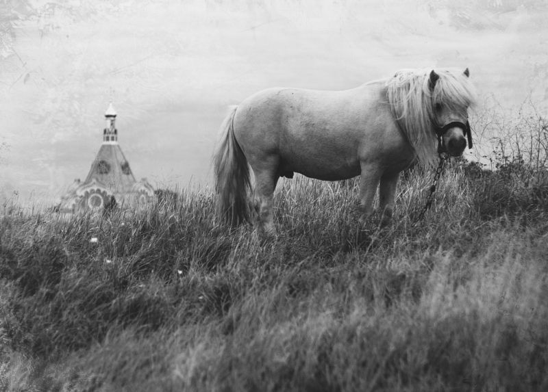 Грустный Керченский пони. фото превью