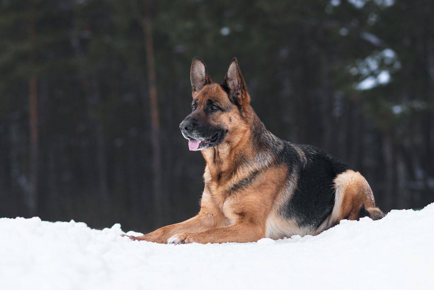 собака, животное, dog, немецкая овчарка, овчарка, Евгений Крутиков