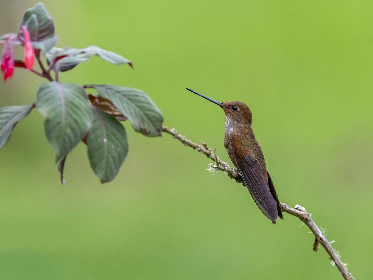 , Fernando Burgalin Sequeira