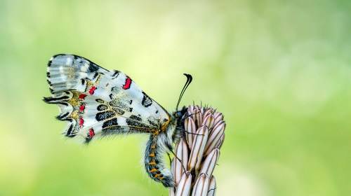 Eastern Festoon