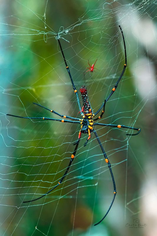 spider, big, animal, nephila, clavipes, outside, macro, focus, forest, female, long legs, nature, natural The Nephila spider фото превью