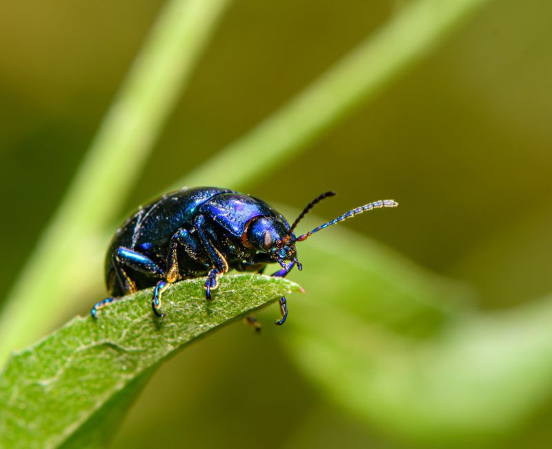 bug, beetle, blu, animal, insect Cobalt milkweed beetle фото превью