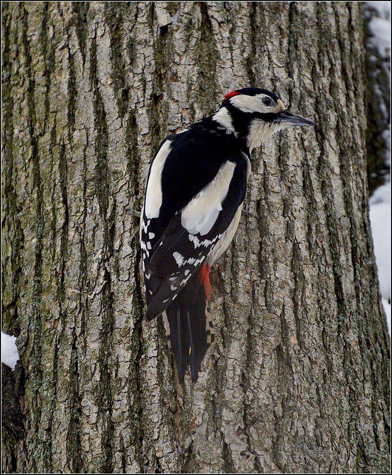 москва, зима, лес, дятел, АНАТОЛИЙ ДОВЫДЕНКО