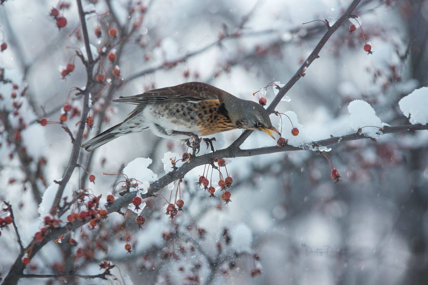 природа, лес, поля, огороды, животные, птицы, макро, Посевич Дмитрий