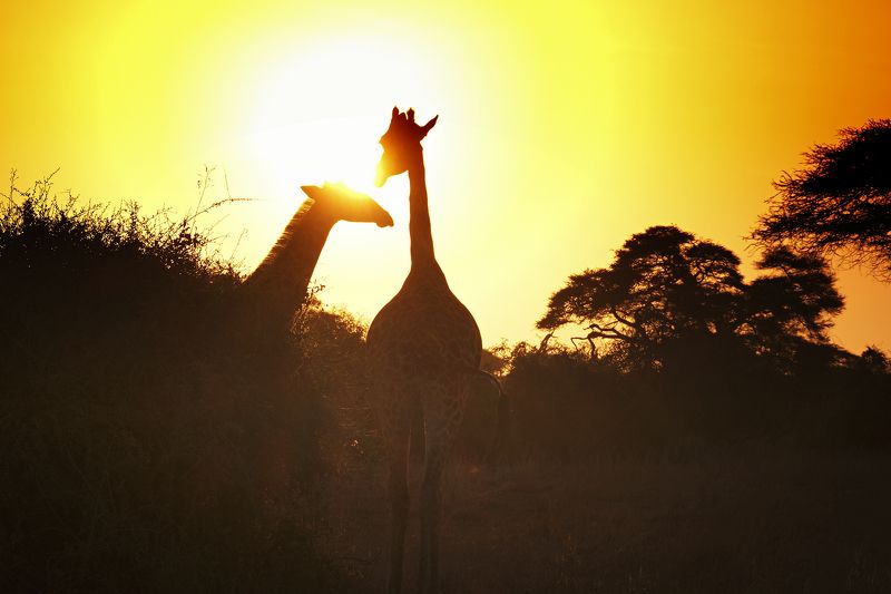 Romance фото превью