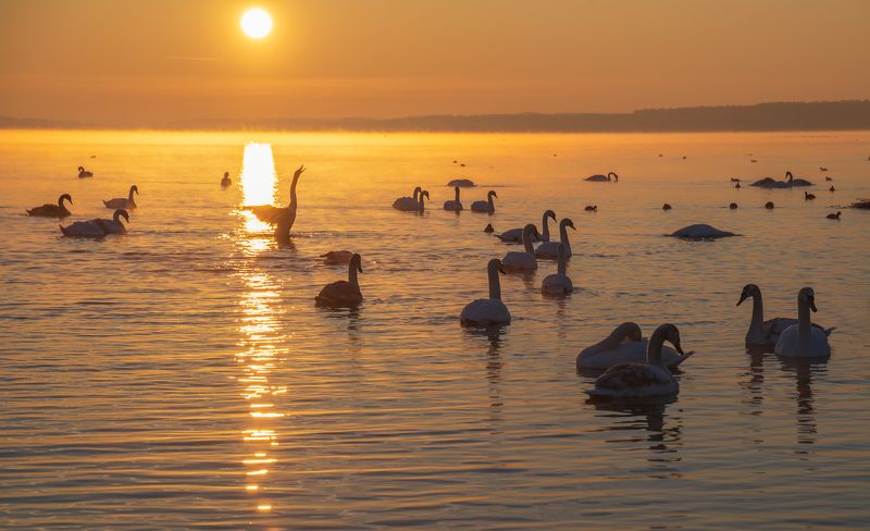 лебединый рассвет... фото превью