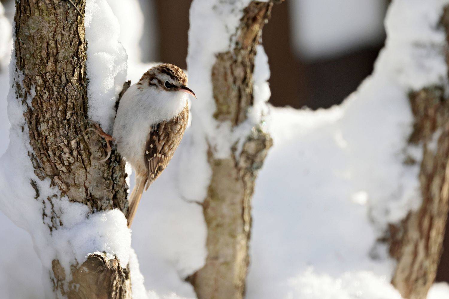 птицы, природа, пищуха, Попов Алексей