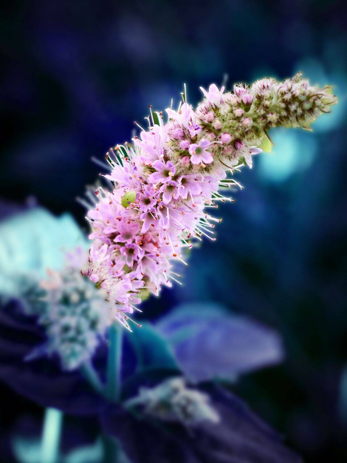 цветы, мята, обработка, Сергей Калёв