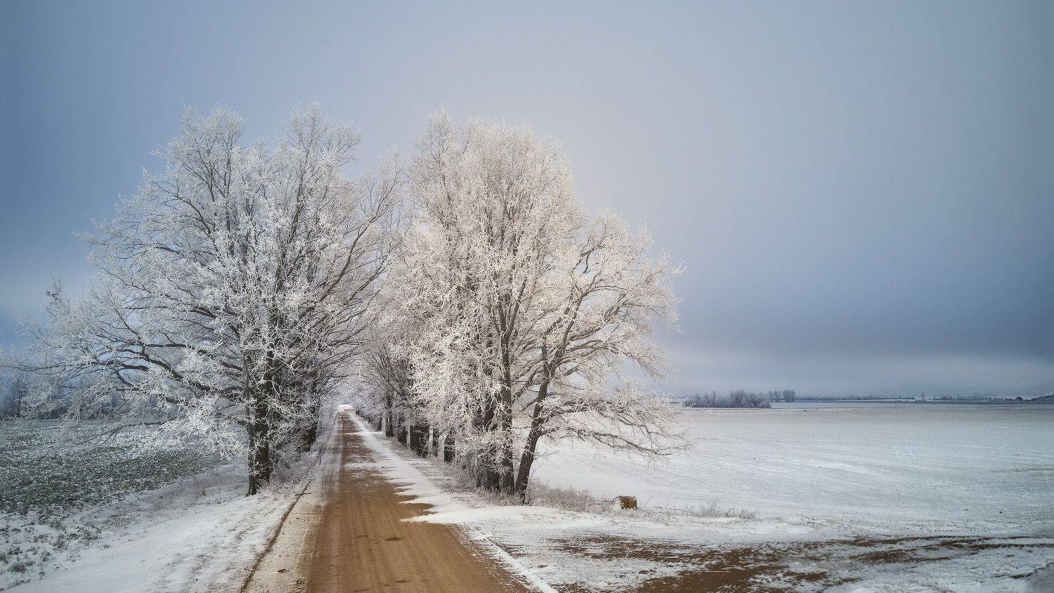 аллея, беларусь, декабрь, деревня, дорога, дубрава, дубы, зима, минск и окрестности, облака, Вейзе Максим